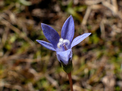 Wahlenbergia krebsii krebsii