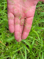 Agrostis hallii