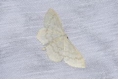 Scopula floslactata