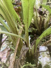 Chondroscaphe embreei