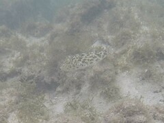 Sphoeroides greeleyi