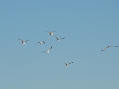 Chroicocephalus maculipennis