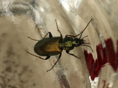 Agonum muelleri