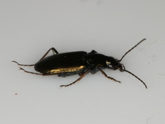 Agonum muelleri