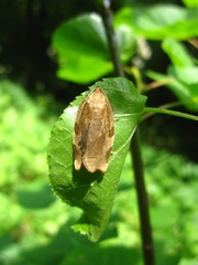 Choristoneura hebenstreitella
