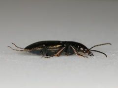 Agonum muelleri