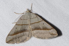 Scotopteryx
