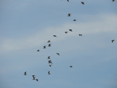 Chroicocephalus maculipennis