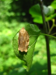 Choristoneura hebenstreitella
