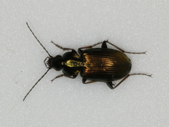 Agonum muelleri