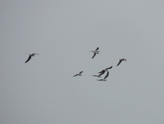 Chroicocephalus maculipennis