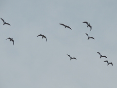 Chroicocephalus maculipennis