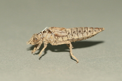 Gomphurus ventricosus