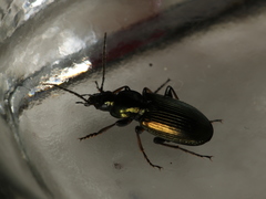 Agonum muelleri