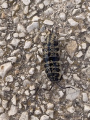 Porcellio ornatus