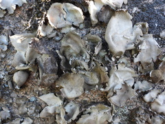 Umbilicaria hirsuta