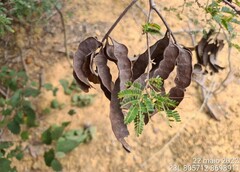 Pseudopiptadenia brenanii