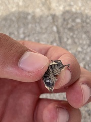 Porcellio ornatus