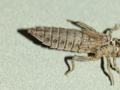 Gomphurus ventricosus