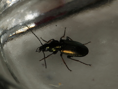 Agonum muelleri