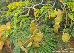 Pseudopiptadenia brenanii