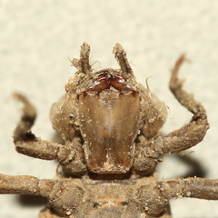 Gomphurus ventricosus