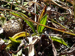 Wahlenbergia krebsii krebsii