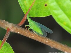 Rhynchomitra recurva