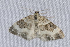 Epirrhoe rivata