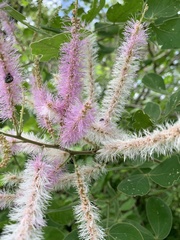 Mimosa spirocarpa