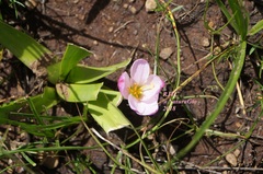 Zephyranthes brevipes
