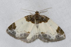 Mesoleuca albicillata