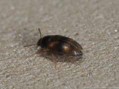 Litargus connexus