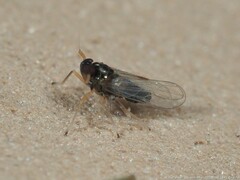 Pissonotus piceus