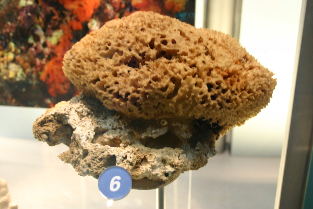 Horse sponge, Honeycomb