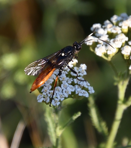 Protichneumon fusorius