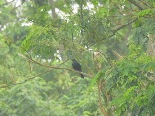 Chestnut-winged Starling (Onychognathus fulgidus), photo 3