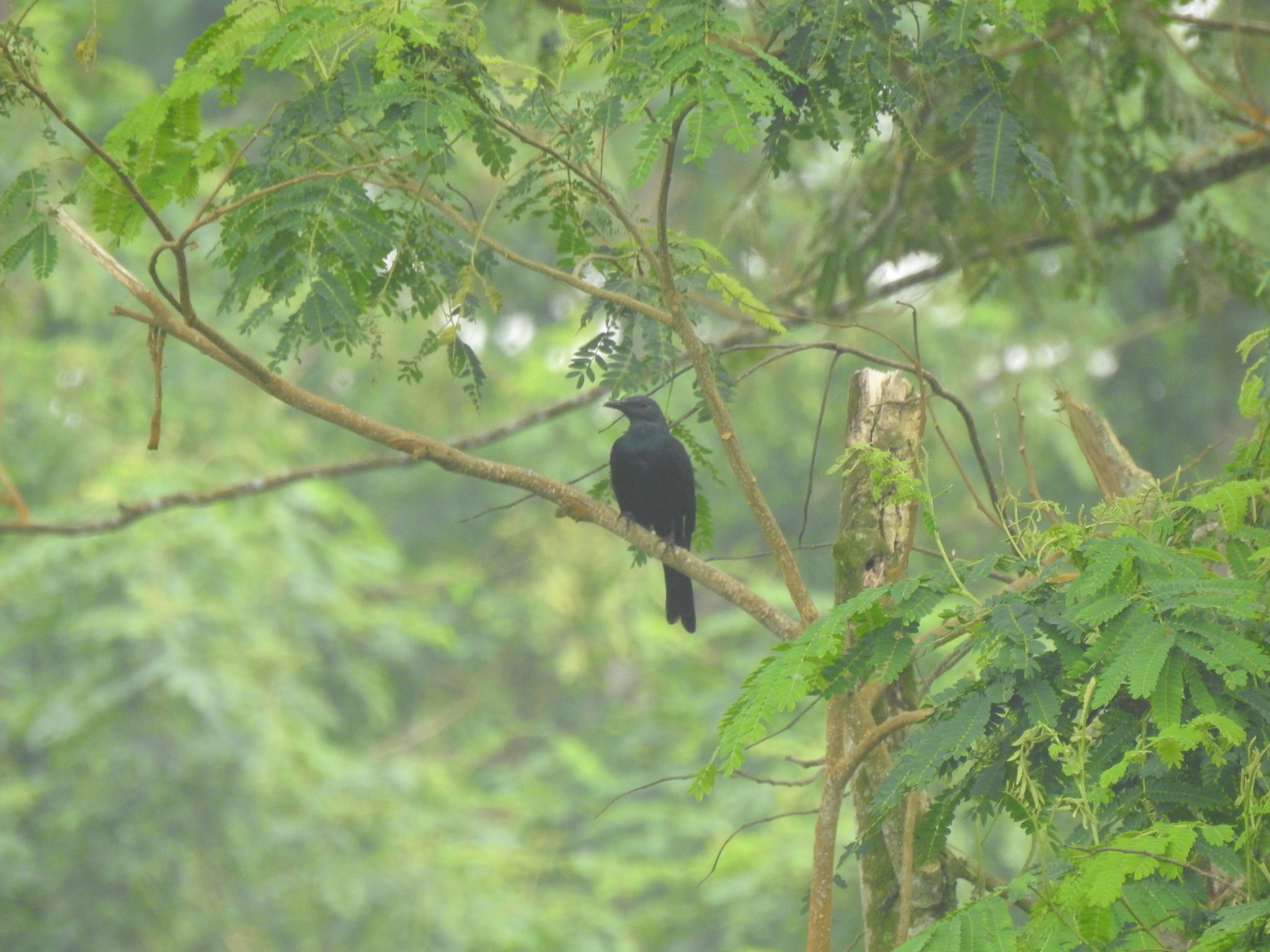 Chestnut-winged Starling illustration