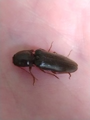 Hemicrepidius nemnonius