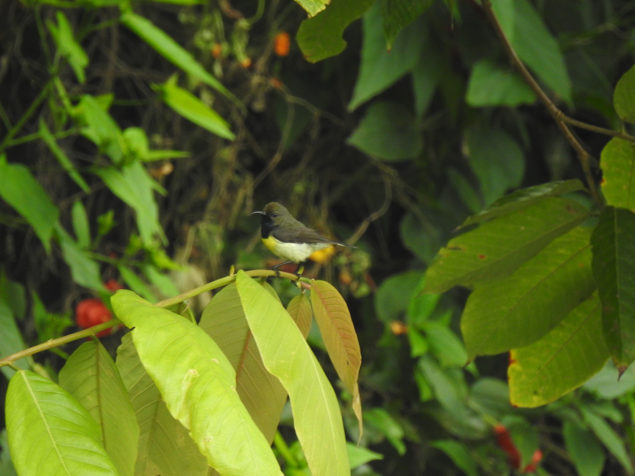 Newton's Sunbird illustration