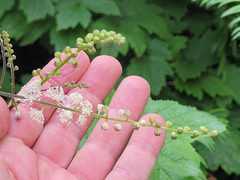 Actaea elata elata