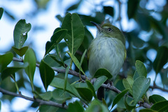 Hemitriccus nidipendulus