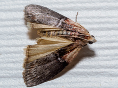 Sciota vetustella