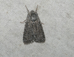Acronicta cinerea