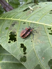 Spartocera pantomima