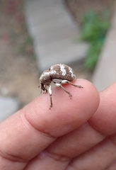 Guioperus trifasciatus