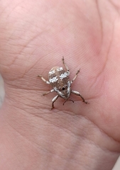 Guioperus trifasciatus