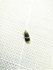 Stigmella apicialbella