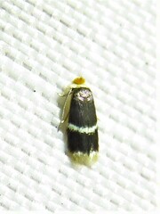 Stigmella apicialbella