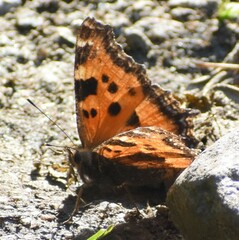 Nymphalis xanthomelas fervescens